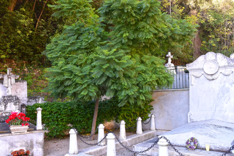 Jacaranda-Cimetiere