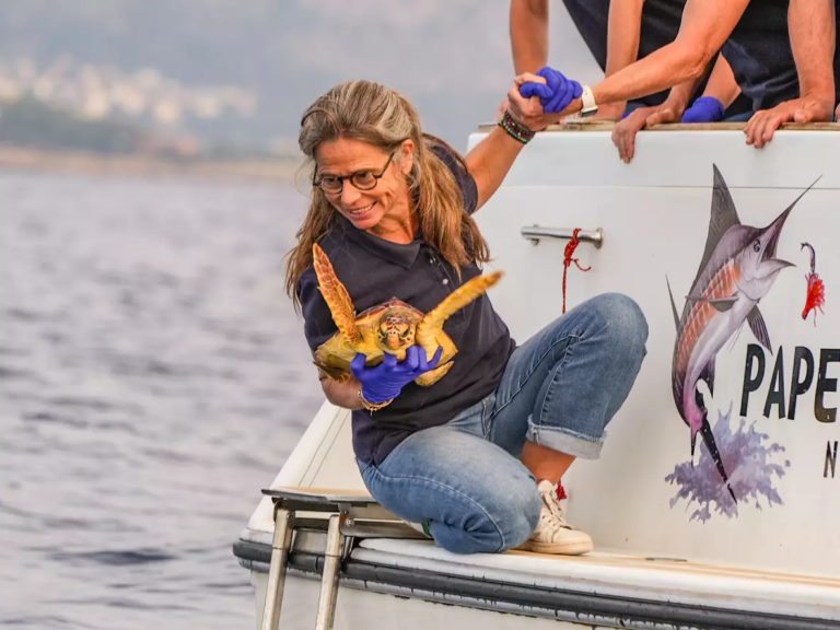 Relache-Tortue-Lucie-Octobre-2026-10
